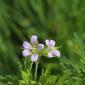 Geranium carolinianum (Geraniaceae) - inflorescence - whole - unspecified