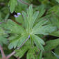 Geranium carolinianum (Geraniaceae) - leaf - basal or on lower stem