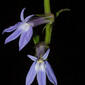 Lobelia puberula (Campanulaceae) - inflorescence - frontal view of flower