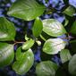 Viburnum rufidulum (Caprifoliaceae) - leaf - showing orientation on twig