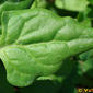 السبانخ (الاسم العلمي باللاتينية Spinacia oleracea)