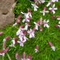 Silene acaulis