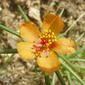 Portulaca suffrutescens