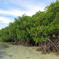 A healthy stand of Rhizophora mangle along a sandy beach