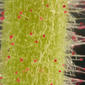 Peduncle with glandular hairs - low magnification