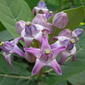 Calotropis gigantea R.Br.