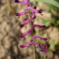 Fumária; Erva-moleirinha // Common Fumitory (Fumaria officinalis)