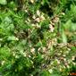 Urze-branca; Torga; Quiroga // Tree Heath (Erica arborea)