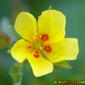 Flor do campo // Wildflower (Helianthemum ledifolium)