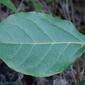 Folhado // Laurustinus (Viburnum tinus)