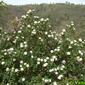 Folhado // Laurustinus (Viburnum tinus)