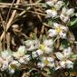 Erva-prata; Paroníquia; Erva-dos-unheiros // Algerian Tea (Paronychia argentea)