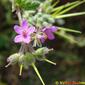 Maria-fia ou Erva-garfo // Mediterranean Stork's Bill (Erodium malacoides)