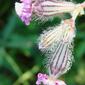 Silene // Pink Pirouette (Silene colorata)