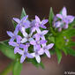 Granza; Granza-dos-campos // Blue Fieldmadder (Sherardia arvensis)
