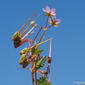 Erodium aethiopicum subsp. pilosum