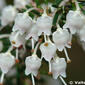 Urze-branca; Torga; Quiroga // Tree Heath (Erica arborea)