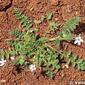 Erodium acaule