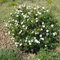 Sargaço // Montpelier Cistus (Cistus monspeliensis)