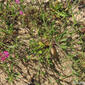 Silene scabriflora subsp. scabriflora