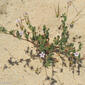 Erodium aethiopicum subsp. pilosum