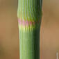 Funcho // Fennel (Foeniculum vulgare)