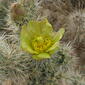silver cholla, Cylindropuntia echinocarpa