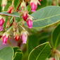 Fetterbush AKA Shiny Lyonia (Lyonia lucida)