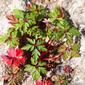 Erva-de-são-roberto (Geranium purpureum)