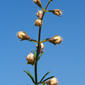 Teucrium pseudochamaepitys