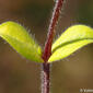 Cerastium sp.