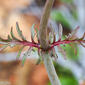 Calcitrapa // Annual Valerian (Centranthus calcitrapae)