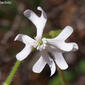 Silene scabriflora subsp. scabriflora