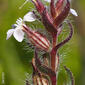 Nariz-de-zorra // Small-flowered Catchfly (Silene gallica)